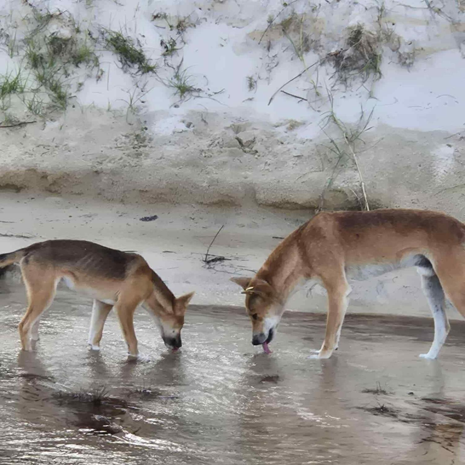 Thumbnail for Wildlife of K'gari: Meet the Animals That Call K'gari (Fraser Island) Home