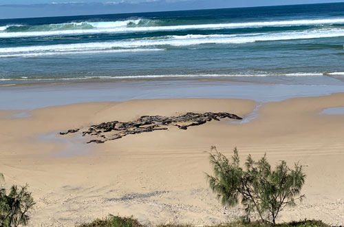 Camping on Fraser Island